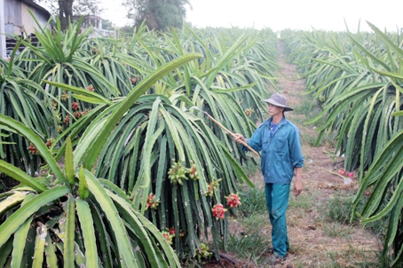 Nông dân tại xã Hưng Thịnh (huyện Trảng Bom) tập trung chăm sóc vườn thanh long nghịch vụ để bán được giá cao.