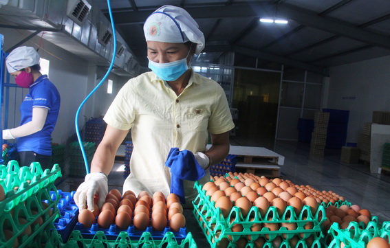 Sản xuất trứng gà tại Công ty thương mại - dịch vụ, sản xuất chăn nuôi Thanh Đức (huyện Xuân Lộc)