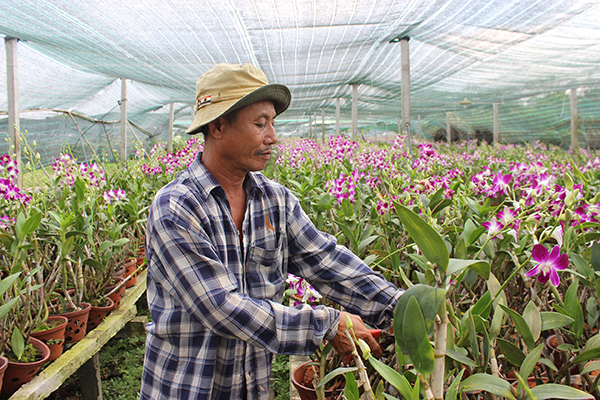 Nông dân xã Bảo Hòa (huyện Xuân Lộc) vay vốn đầu tư vào sản xuất hoa lan cho lợi nhuận cao. Ảnh: Uyển Nhi