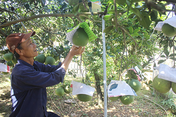 Trái bưởi là một trong những nông sản thế mạnh của Đồng Nai. Trong ảnh: Vườn bưởi tại huyện Vĩnh Cửu.