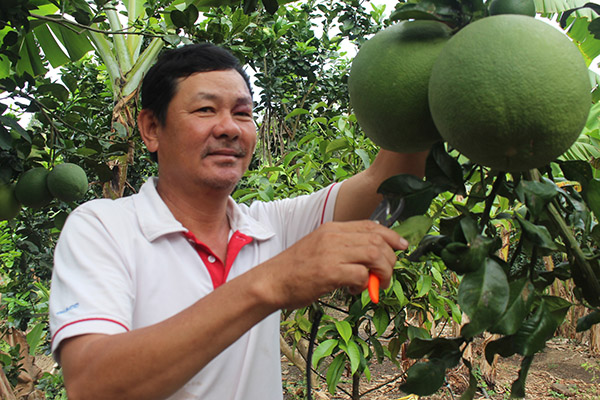 Vườn bưởi 1 hécta của nông dân Nguyễn Quang Đạo, xóm Bình Định, ấp 4, xã Sông Nhạn (huyện Cẩm Mỹ) cho thu nhập 500 triệu đồng/năm