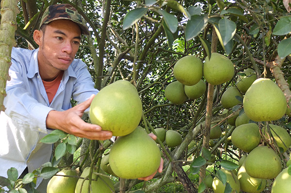 Những vườn bưởi trĩu quả của nông dân xã Hiếu Liêm (huyện Vĩnh Cửu) chuẩn bị bán tết