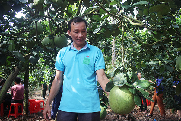 Ông Vũ Văn Đông giới thiệu vườn đặc sản bưởi da xanh đạt chuẩn VietGAP