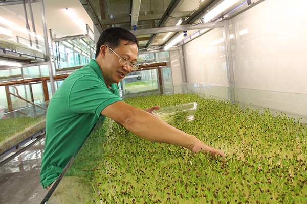 Ông Hoàng Thông Thái thu hoạch rau mầm tại mô hình trồng rau mầm trên san hô trong nhà của mình tại phường An Bình, TP.Biên Hòa
