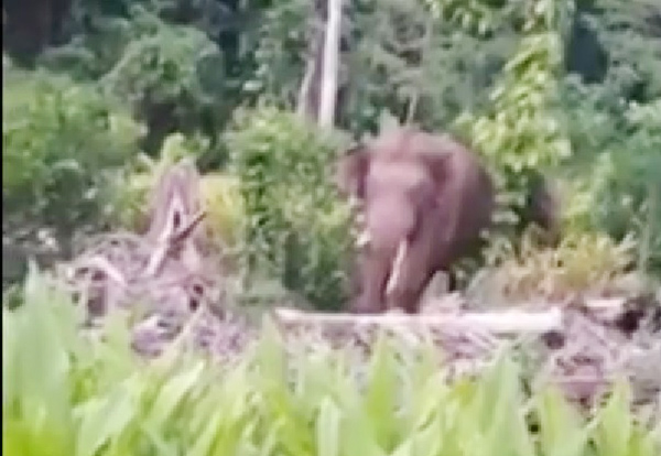 Một cá thể voi rừng ra tìm kiếm thức ăn ở khu vực ấp 5, xã Thanh Sơn, huyện Định Quán. (Ảnh: CTV)