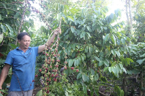 Nông dân ở xã Bàu Hàm, huyện Trảng Bom chặt cây cà phê. Ảnh: B. Nguyên