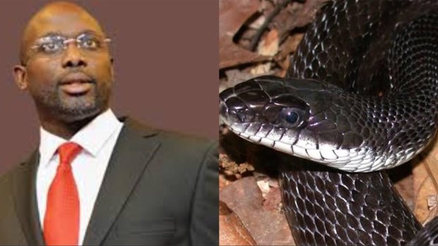 Tổng thống Liberia George Weah và loài rắn khổng lồ có nọc độc. (Nguồn: dockaysworld.com.ng)
