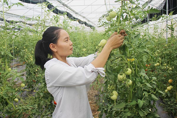 Nông dân huyện Cẩm Mỹ ứng dụng công nghệ cao trồng cà chua trong nhà màng. Ảnh: B.Nguyên
