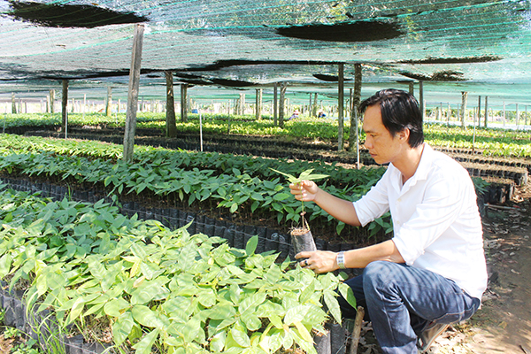 Vườn ươm giống cho dự án cánh đồng lớn ca cao  tại Công ty TNHH ca cao Trọng Đức (huyện Định Quán)