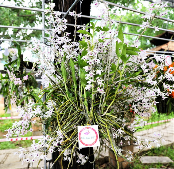 Giò lan Hoàng Thảo Ý Ngọc của vườn lan Nam Tuấn đến từ Hội Hoa lan TP.Đà Lạt (ảnh Huy Anh)