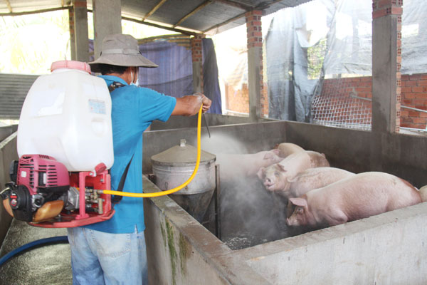 Một hộ chăn nuôi heo ở xã Hưng Lộc, huyện Thống Nhất tiến hành phun thuốc khử trùng tại chuồng trại nuôi heo của gia đình để chủ động phòng chống các mầm bệnh lây lan. Ảnh: Hải Quân