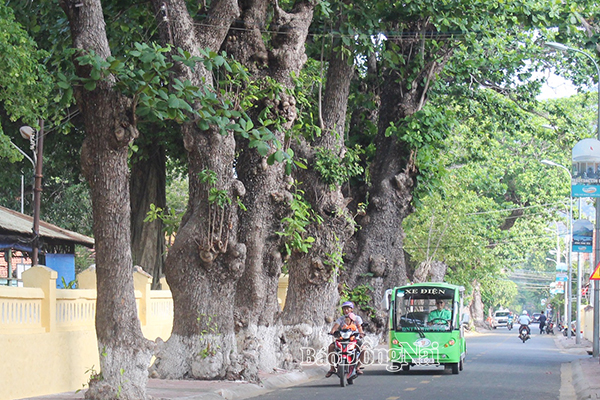 Những cây bàng cổ thụ đặc trưng trên tuyến đường Lê Duẩn ở thị trấn Côn Sơn, huyện Côn Đảo (tỉnh Bà Rịa - Vũng Tàu). Ảnh: Đ.Ngọc