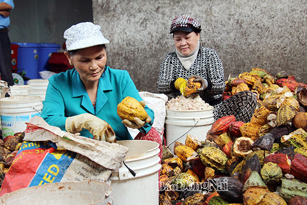 Công nhân đang sơ chế ca cao tại một công ty chế biến nông sản ở huyện Định Quán. Ảnh: H.Hải