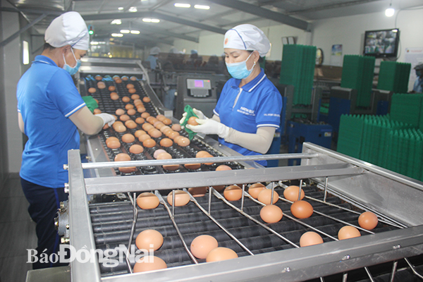 Dây chuyền xử lý trứng gà tự động, hiện đại tại Trang trại gà Thanh Đức ở xã Xuân Phú. Ảnh: B.Nguyên