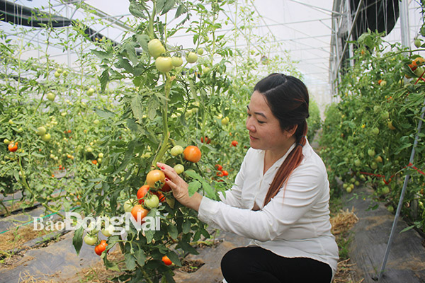 Chị Trần Thị Kim Nhung thăm dự án trồng rau quả sạch trong nhà màng do doanh nghiệp liên kết với nông dân thực hiện tại huyện Cẩm Mỹ. Ảnh: B.Nguyên
