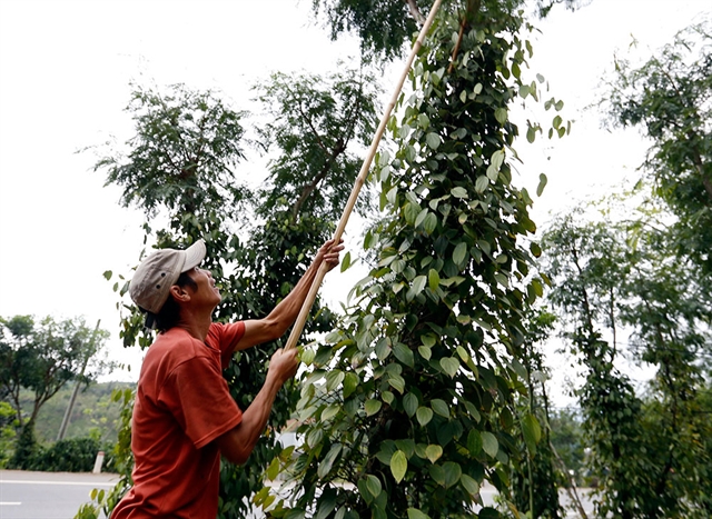 A farmer harvests pepper in the Tây Nguyên (Central Highlands) province of Lam Dong. The price of black pepper in the Vietnamese market is increasing following the world price. — VNA/VNS Photo 