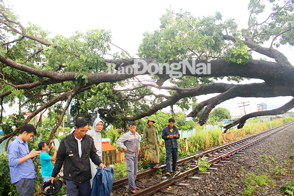 Cây xanh ngã đổ chắn ngang đường sắt khiến tàu Bắc Nam qua Đồng Nai không thể lưu thông