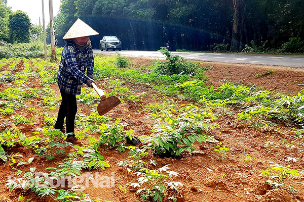 Một phần khu vực ấp Suối Trầu 1 (xã Bình Sơn, huyện Long Thành) nằm trong diện ưu tiên thu hồi đất trước Trong ảnh: Người dân tranh thủ trồng cây ngắn ngày trước khi giải tỏa mặt bằng