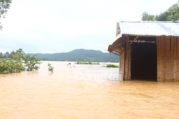 Hàng trăm hecta lúa và nhà tại huyện Tân Phú bị nước lũ nhấn chìm