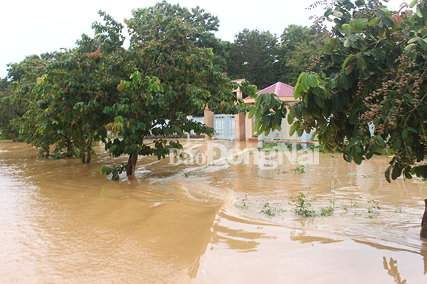 Các trường học trên địa bàn huyện Tân Phú cũng bị nước ngập sâu khoảng 1m