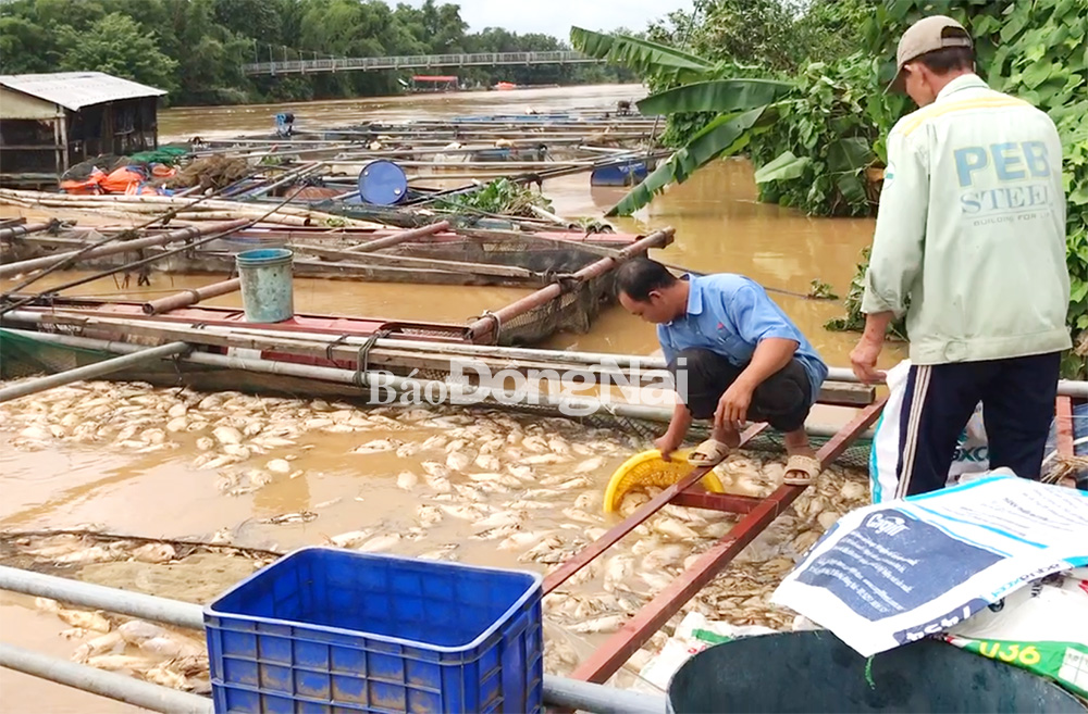 Người dân nuôi cá bè tại xã Thanh Sơn (huyện Định Quán) dọn cá chết sau lũ. 