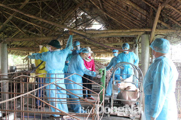 Cần cả ngàn tỷ đồng xử lý dịch tả heo châu Phi