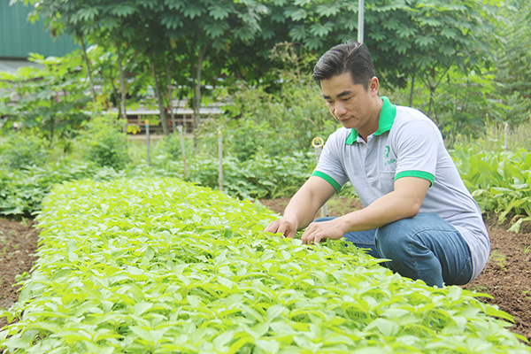 Anh Nguyễn Thanh Quang, Giám đốc Công ty cổ phần An Tâm Gia (xã Tây Hòa, huyện Trảng Bom) kiểm tra vườn rau trong trang trại