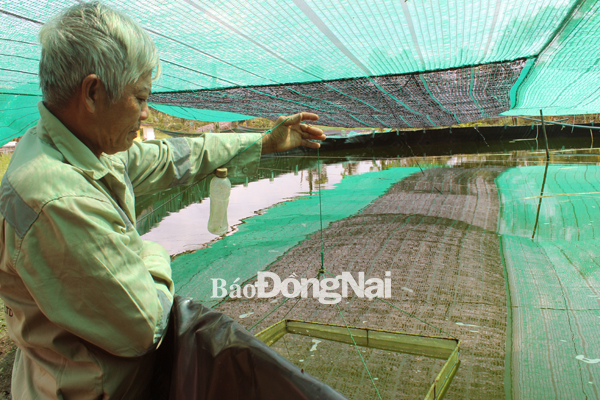 Mô hình nuôi tôm ứng dụng công nghệ cao tại hộ gia đình ông Huỳnh Văn Ba thuộc xã Phú Hữu (huyện Nhơn Trạch). Ảnh:B.Nguyên