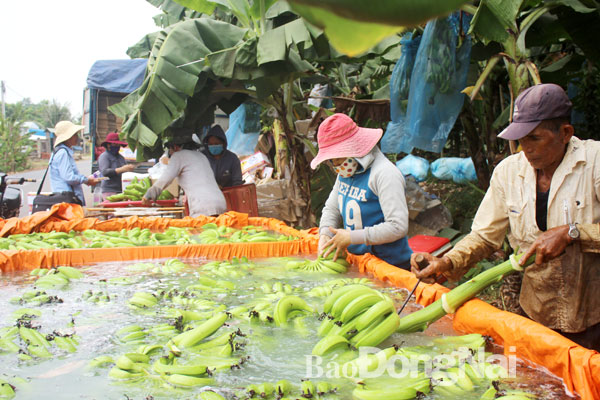 Đóng gói chuối xuất khẩu tại xã Thanh Bình, huyện Trảng Bom. Ảnh: L.QUYÊN