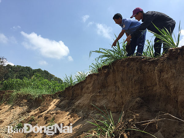 Một phần đất sản xuất của người dân ấp 3, xã Nam Cát Tiên, huyện Tân Phú bị sạt lở do hoạt động khai thác cát của doanh nghiệp được cấp phép phía bờ tỉnh Lâm Đồng. Ảnh: P. Tùng