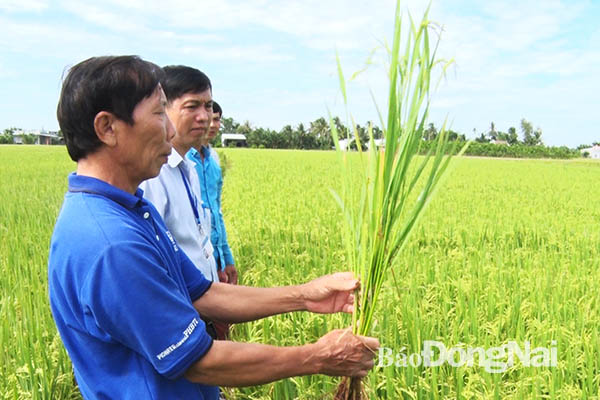 2. Nông dân Vũ Văn Thùy, xã Sông Ray giới thiệu mô hình trồng lúa theo quy trình sạch