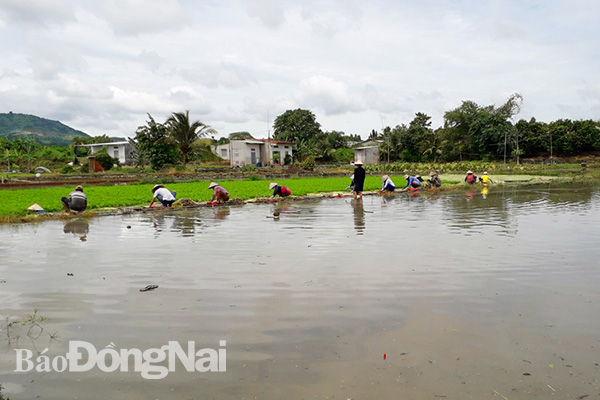 sợ ngập lụt, người trồng rau cần ở xã Gia Kiệm, huyện Thống Nhất tranh thu thu hoạch, tránh thiệt hại.