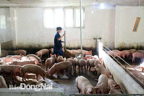 Trại heo giống của Công ty cổ phần Chăn nuôi C.P Việt Nam tại tỉnh Bình Phước. Ảnh: B.Nguyên