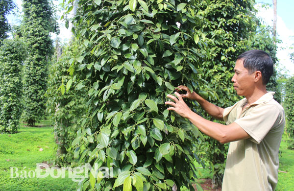 Nông dân trồng tiêu theo hướng hữu cơ tại xã Hưng Lộc (huyện Thống Nhất) nhằm đáp ứng tiêu chuẩn xuất khẩu