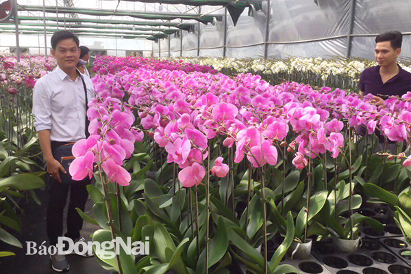 Ông Nguyễn Văn Hoài, Giám đốc Công ty TNHH Hồng Minh Quang (TP.Biên Hòa) thăm trang trại trồng lan công nghệ cao tại Thái Lan. Ảnh nhân vật cung cấp