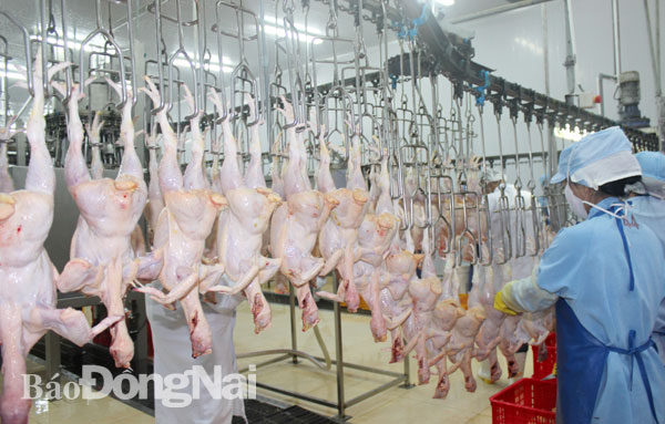 Dây chuyền giết mổ gà xuất khẩu sang Nhật Bản của Công ty TNHH Koyu & Unitek (Khu công nghiệp Long Bình, TP.Biên Hòa). Ảnh: B.Nguyên