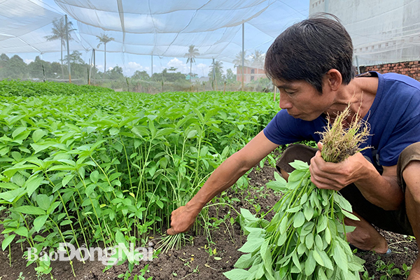 Nông dân thu hoạch rau đay tại cánh đồng rau sạch Tân Yên (xã Gia Tân 3).