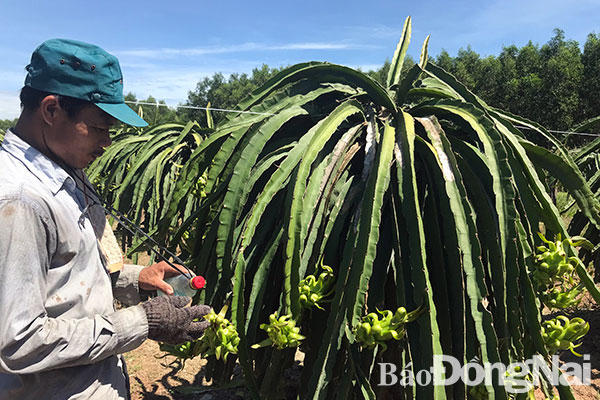 Nông dân ở xã Xuân Hòa  (huyện Xuân Lộc) chăm sóc thanh long với kỳ vọng cung cấp cho thị trường xuất khẩu