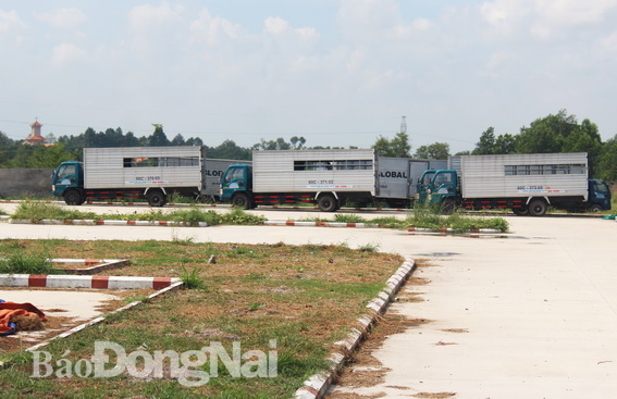 Nhiều xe tập lái đã được Trung tâm dạy nghề lái xe ô tô Sài Gòn đưa vào bên trong công trình xây dựng trái phép tại xã Tam Phước (ảnh tư liệu)