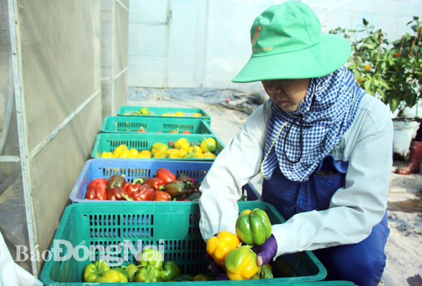 Trang trại trồng rau trong nhà màng được cấp chứng nhận GlobalGAP tại Công ty TNHH Trang Trại Việt (xã Xuân Trường, huyện Xuân Lộc). Ảnh: Bình Nguyên