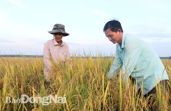 Nhiều diện tích đất trồng lúa ở xã Bình Lợi (huyện Vĩnh Cửu) muốn chuyển qua trồng bưởi để tăng thu nhập (lợi nhuận cao gấp hơn 10 lần trồng lúa)