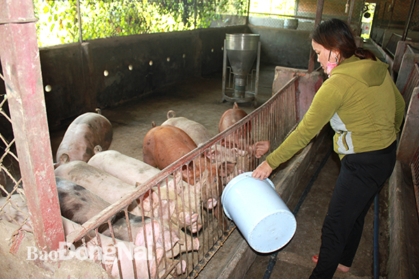 Trại chăn nuôi tại xã Gia Kiệm, huyện Thống Nhất. Ảnh: B.Nguyên
