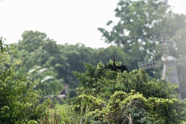 Một trong khoảng 500 cá thể chim rắn cánh cổ đang trú ngụ tại Khu du lich Bửu Long - TP Biên Hòa