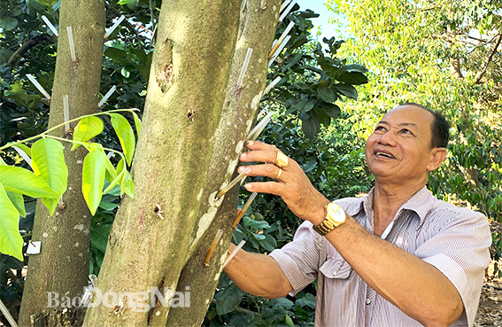 Ông Trương Thanh Khoan bên cây dó bầu đang tạo trầm mới khoảng 1 năm