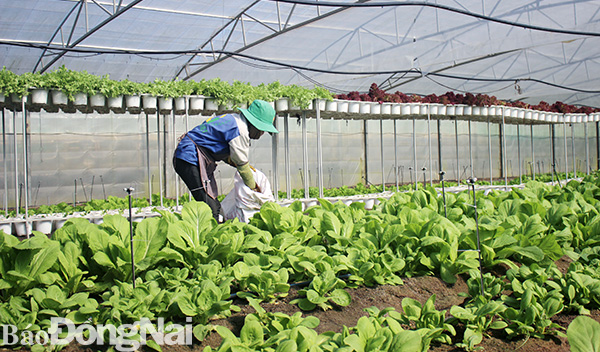 Mô hình trồng rau đạt chuẩn GlobalGAP trong nhà màng tại xã Xuân Trường (huyện Xuân Lộc). Ảnh: B.Nguyên