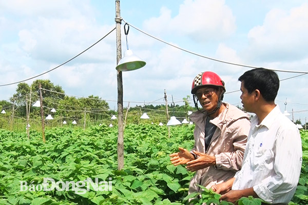 Ông Nguyễn Duy Kính (trái) giới thiệu mô hình trồng tía tô xuất khẩu