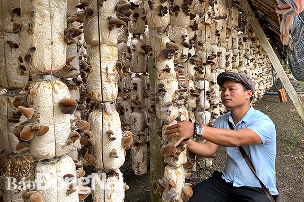 Nhà trồng nấm mèo 1,5 tháng tuổi của anh Phạm Văn Hòa. Ảnh:N.Liên