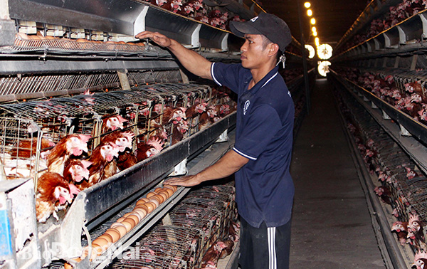 Bên trong trang trại chăn nuôi gà lạnh của bà Trần Thị Nga (xã Cây Gáo, huyện Trảng Bom)