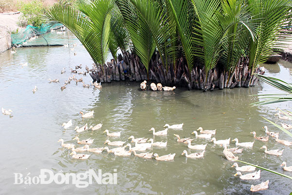 Mô hình nuôi vịt đồng đẻ trứng đem lại thu nhập khá cho nhiều nông dân ở huyện Nhơn Trạch. Ảnh: H.Lộc