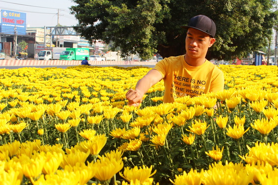 Một điểm bán hoa cúc trên Xa lộ Hà Nội đoạn qua phường Long Bình, TP.Biên Hòa